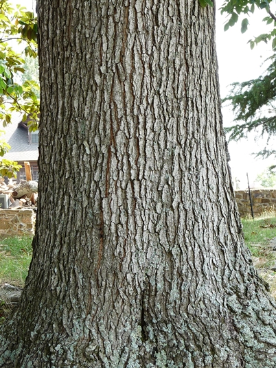 {Gymnocladus dioicus}